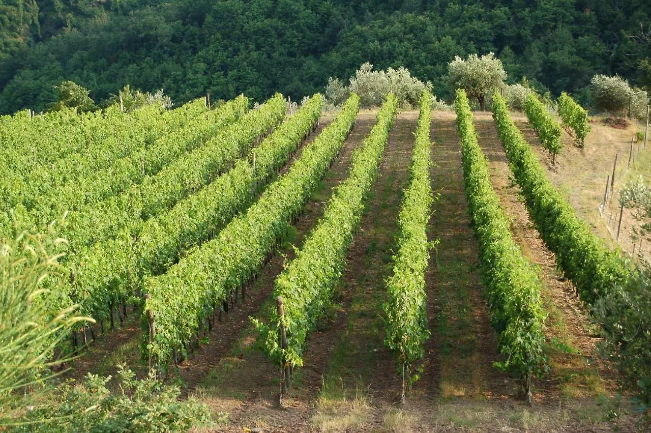 Alloggio per agriturismo Azienda Agricola di Fietri San Vincenti Italia
